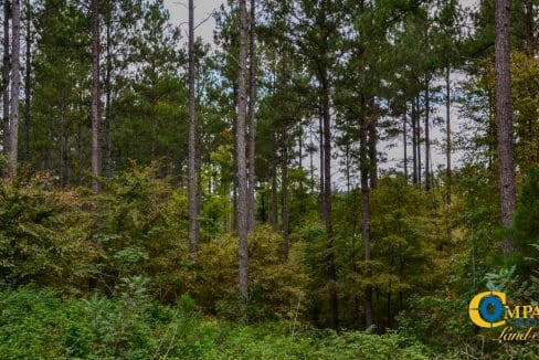 Smith Ford Road Land for Sale in South Carolina-53