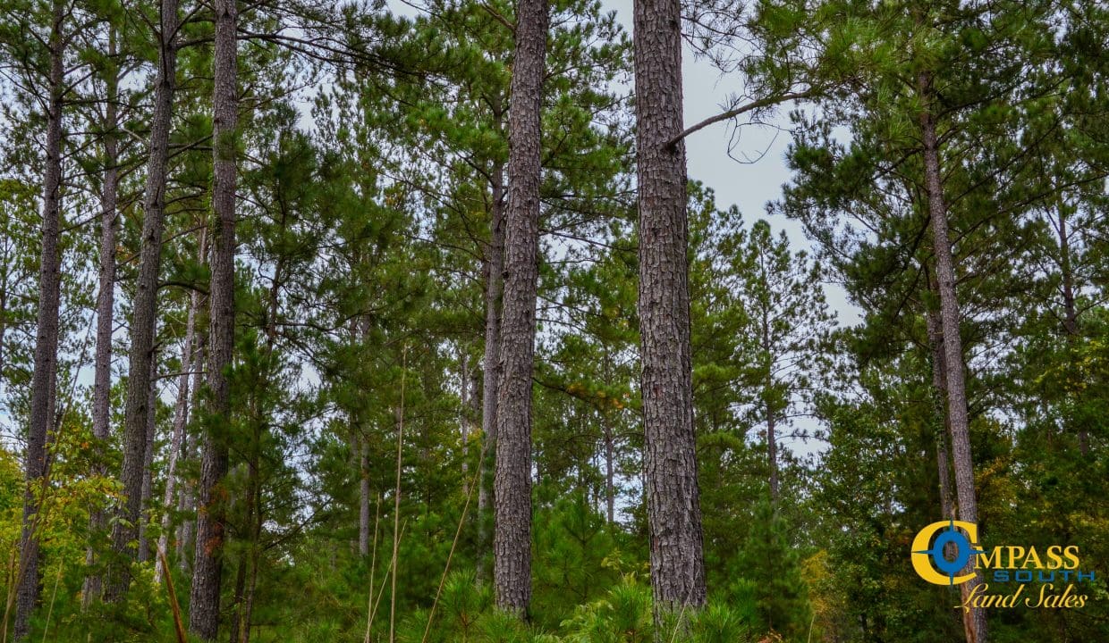 Smith Ford Road Land for Sale in South Carolina-54