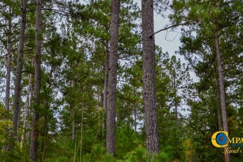 Smith Ford Road Land for Sale in South Carolina-54