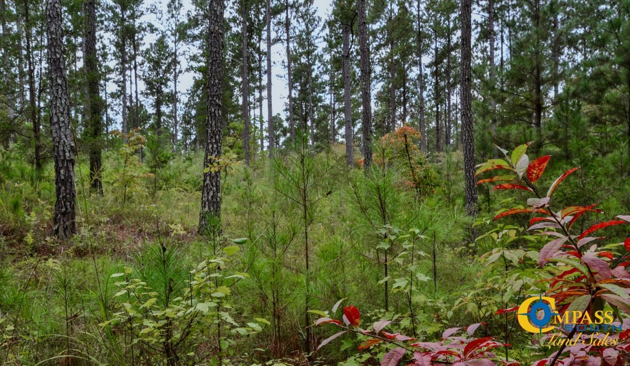 Smith Ford Road Land for Sale in South Carolina-57