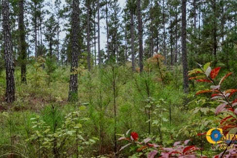 Smith Ford Road Land for Sale in South Carolina-57