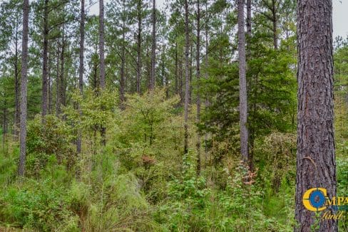 Smith Ford Road Land for Sale in South Carolina-58