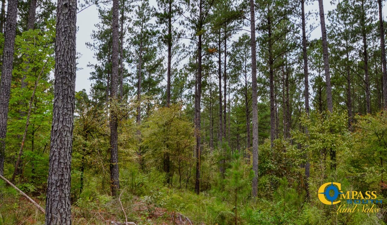 Smith Ford Road Land for Sale in South Carolina-59