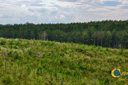 Smith Ford Road Land for Sale in South Carolina-61