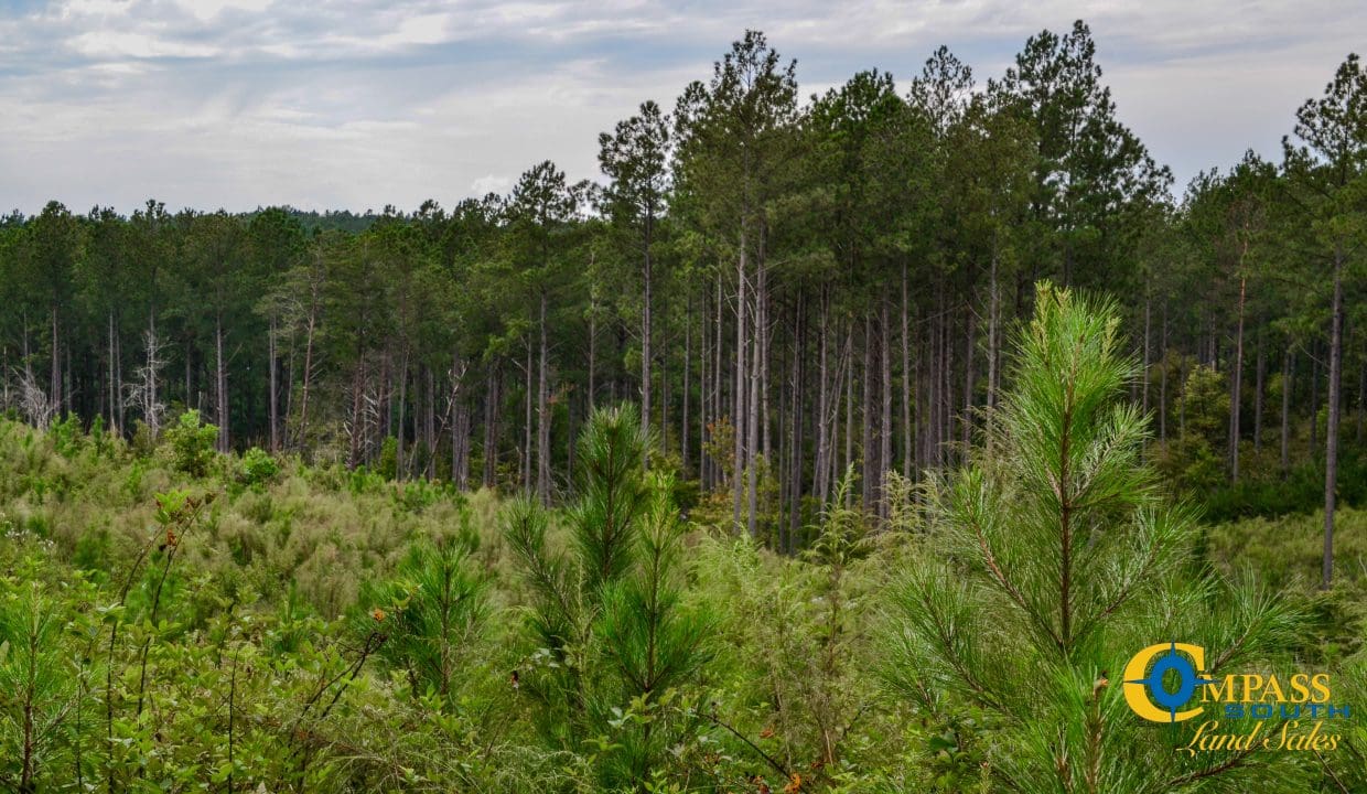 Smith Ford Road Land for Sale in South Carolina-63