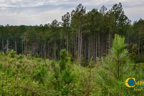 Smith Ford Road Land for Sale in South Carolina-63