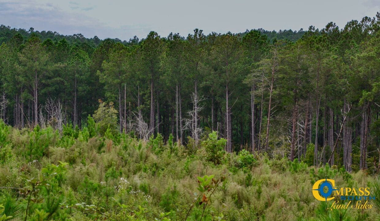 Smith Ford Road Land for Sale in South Carolina-64