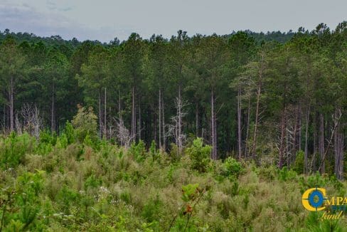 Smith Ford Road Land for Sale in South Carolina-64