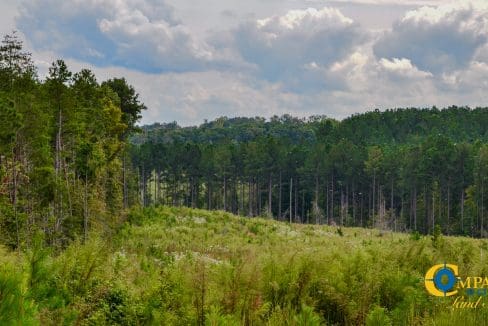 Smith Ford Road Land for Sale in South Carolina-65