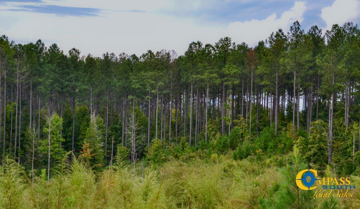 Smith Ford Road Land for Sale in South Carolina-66