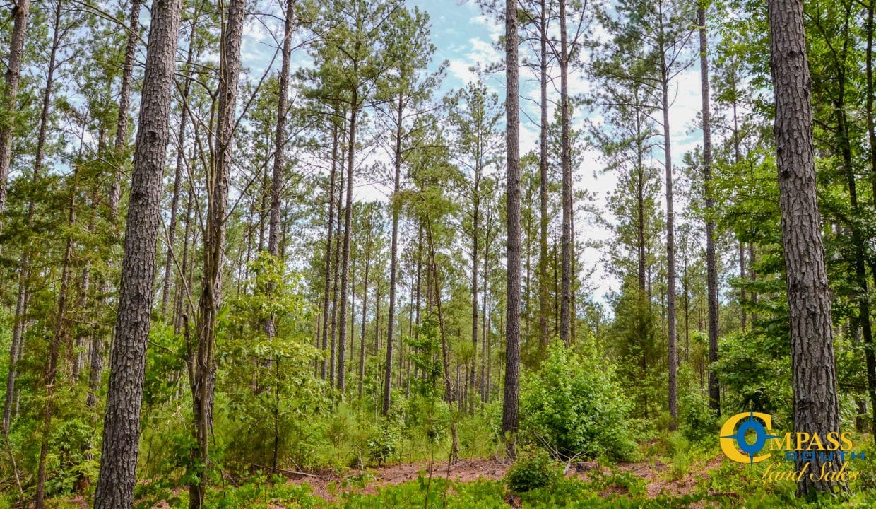 Wilkinsville Highway Land for Sale in South Carolina-07