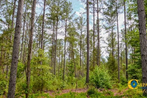 Wilkinsville Highway Land for Sale in South Carolina-07