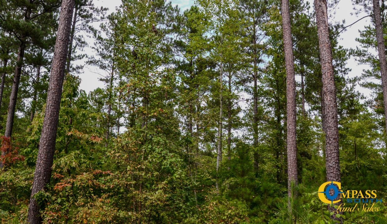 Wilkinsville Highway Land for Sale in South Carolina-17