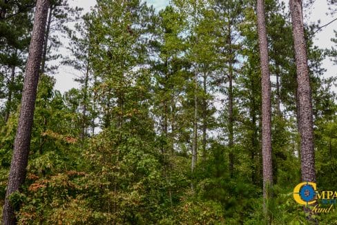 Wilkinsville Highway Land for Sale in South Carolina-17