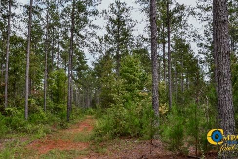 Wilkinsville Highway Land for Sale in South Carolina-19