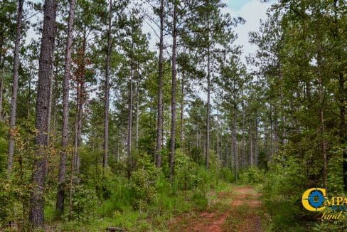 Wilkinsville Highway Land for Sale in South Carolina-20