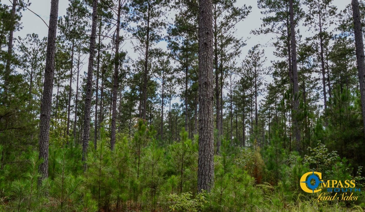 Wilkinsville Highway Land for Sale in South Carolina-21