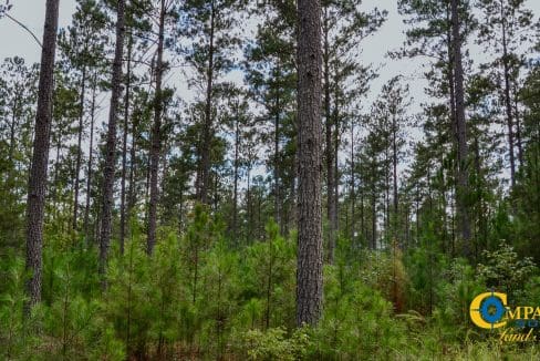 Wilkinsville Highway Land for Sale in South Carolina-21