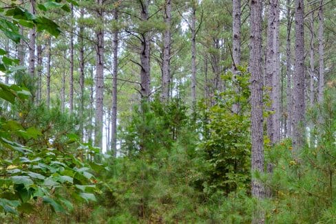 Arrowhead Hill Land for Sale in South Carolina-08