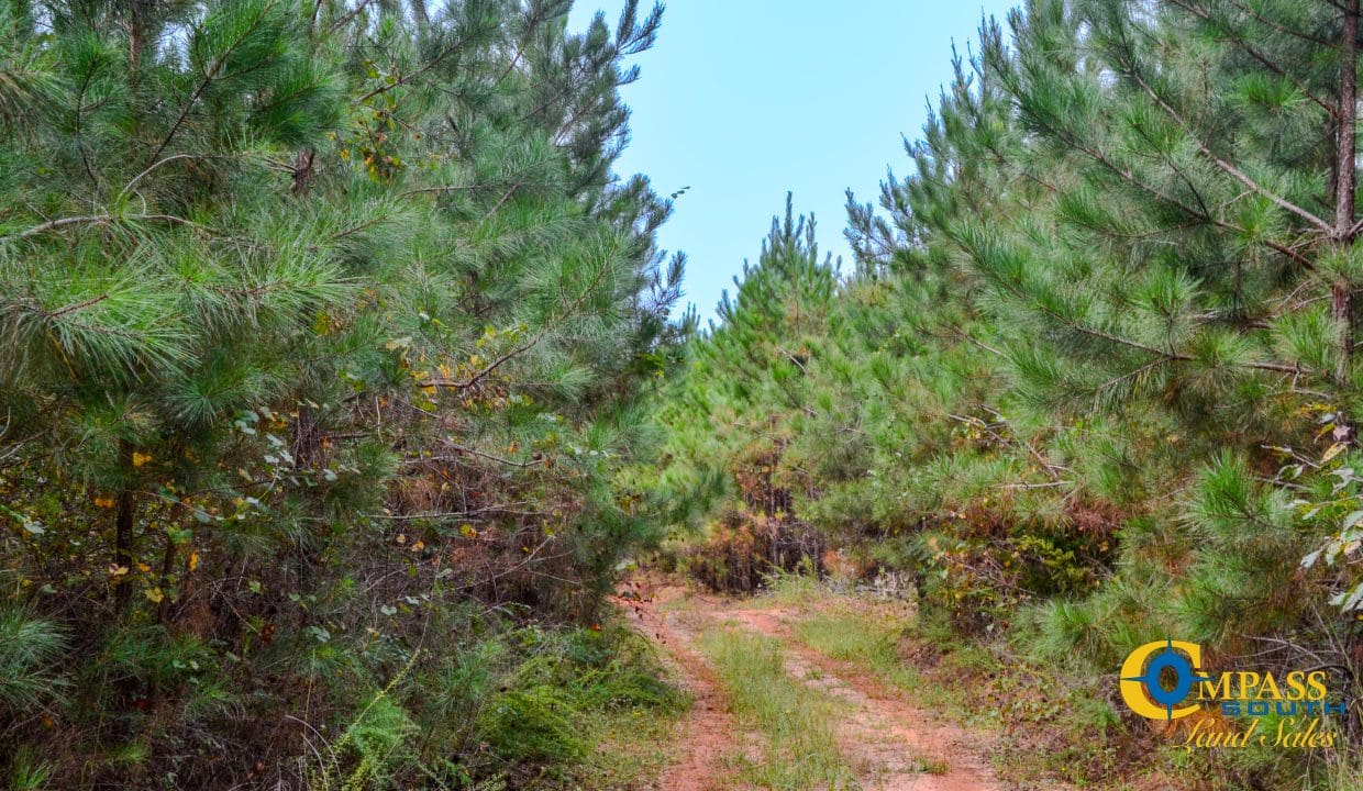 Arrowhead Hill Land for Sale in South Carolina-10