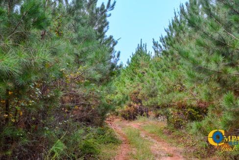 Arrowhead Hill Land for Sale in South Carolina-10