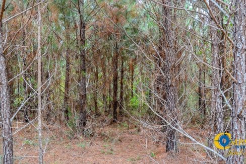 Arrowhead Hill Land for Sale in South Carolina-11