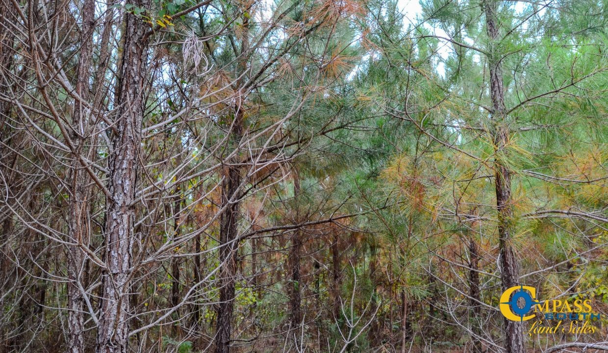 Arrowhead Hill Land for Sale in South Carolina-12