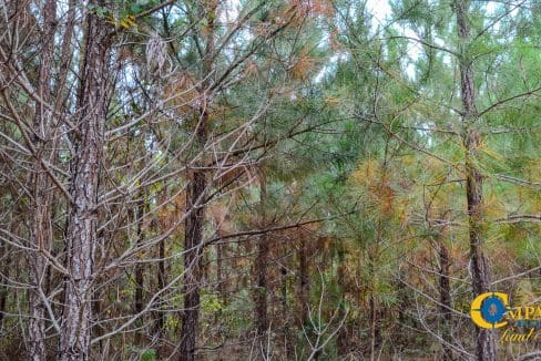 Arrowhead Hill Land for Sale in South Carolina-12