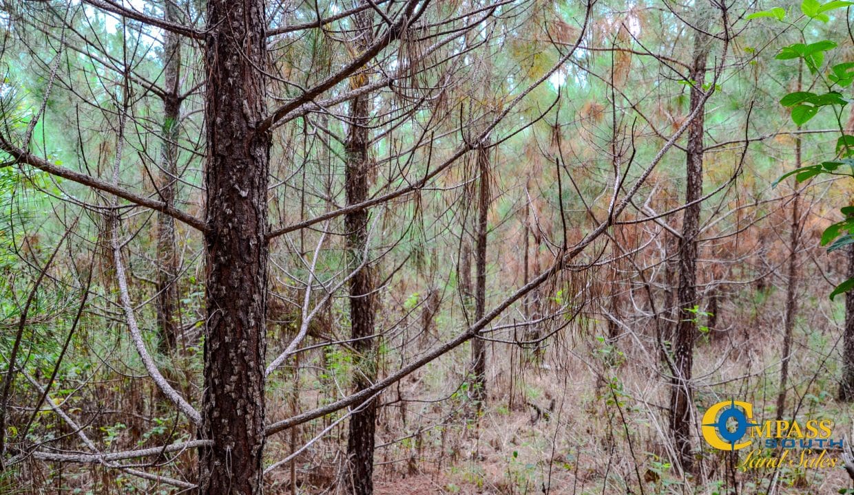 Arrowhead Hill Land for Sale in South Carolina-14