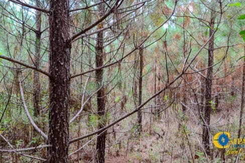 Arrowhead Hill Land for Sale in South Carolina-14