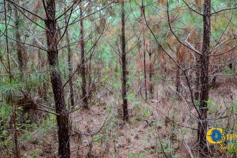 Arrowhead Hill Land for Sale in South Carolina-15