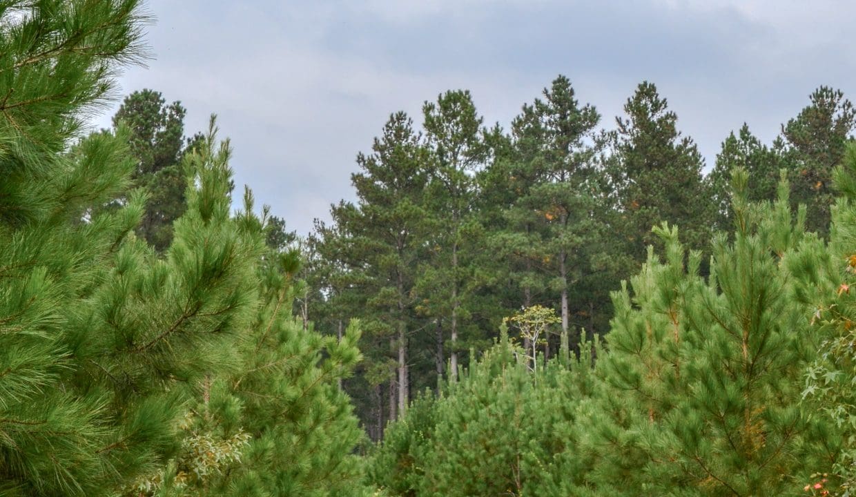 Arrowhead Hill Land for Sale in South Carolina-16