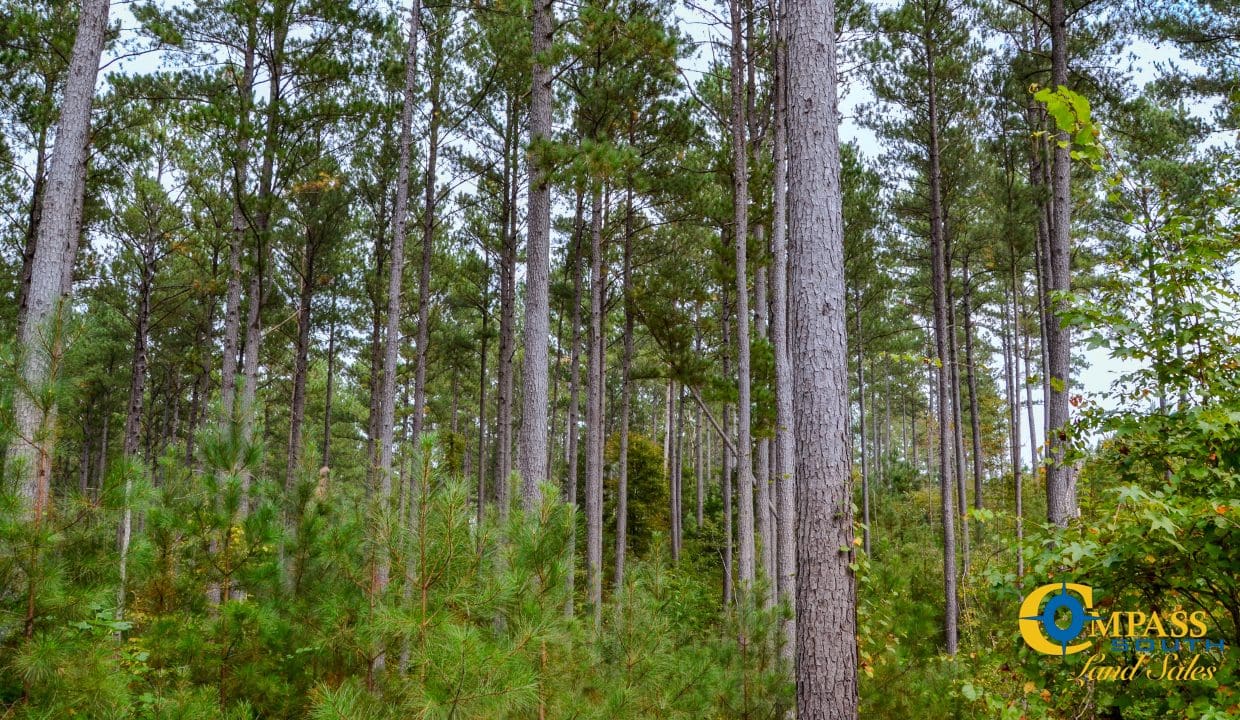 Arrowhead Hill Land for Sale in South Carolina-19