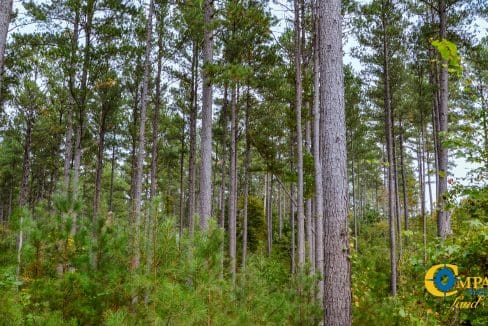 Arrowhead Hill Land for Sale in South Carolina-19