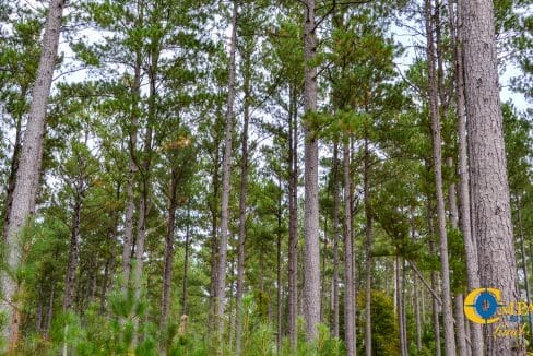 Arrowhead Hill Land for Sale in South Carolina-20