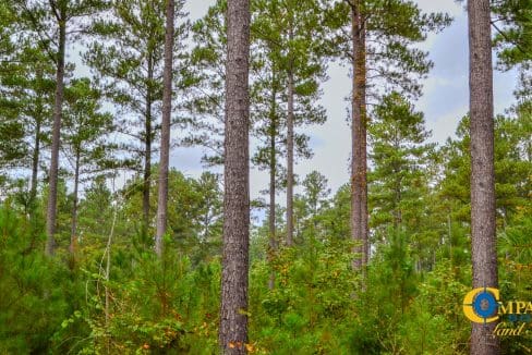 Arrowhead Hill Land for Sale in South Carolina-22