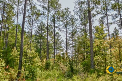 Asbury Road Central Land for Sale in South Carolina-6