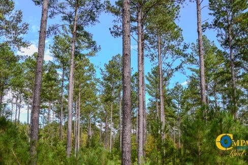 Asbury Road East Land for Sale in South Carolina-03