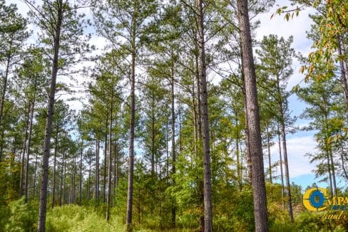 Asbury Road East Land for Sale in South Carolina-05