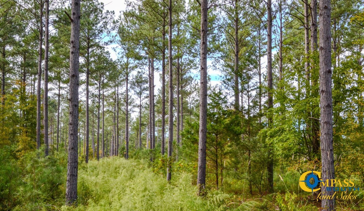 Asbury Road East Land for Sale in South Carolina-07