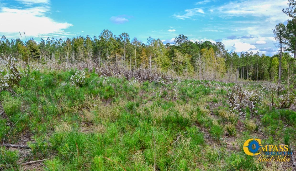 Asbury Road East Land for Sale in South Carolina-10