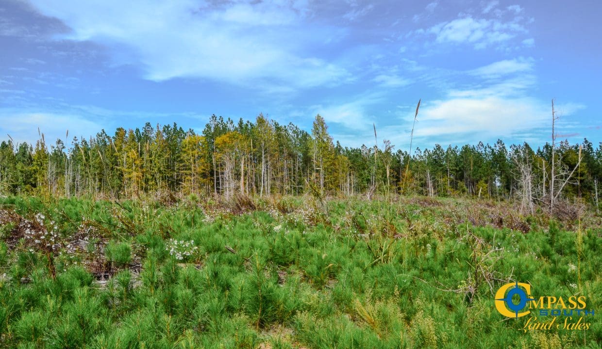 Asbury Road East Land for Sale in South Carolina-11