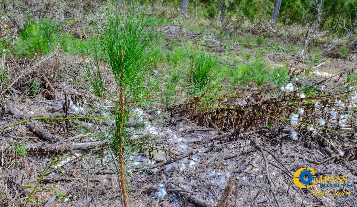 Asbury Road East Land for Sale in South Carolina-15