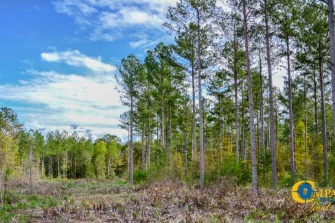 Asbury Road East Land for Sale in South Carolina-16