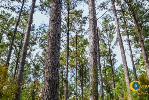 Asbury Road West Land for Sale in South Carolina-11