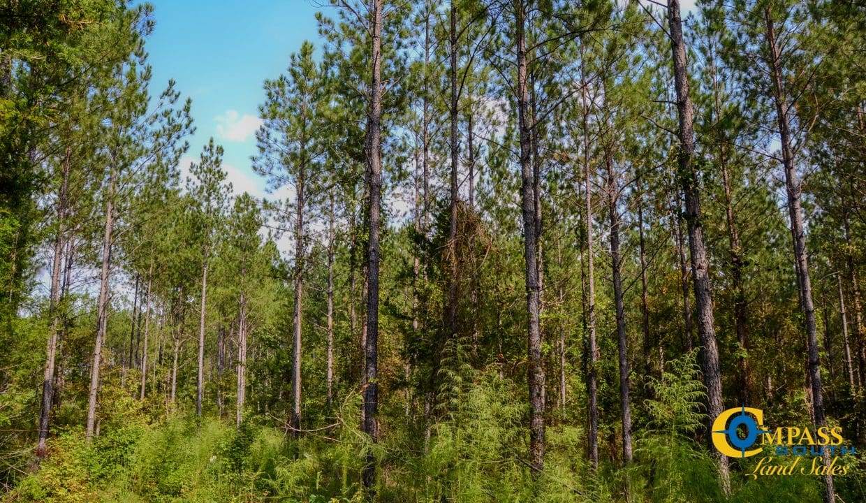 Crocker Branch Land for Sale in South Carolina-16