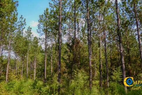 Crocker Branch Land for Sale in South Carolina-16