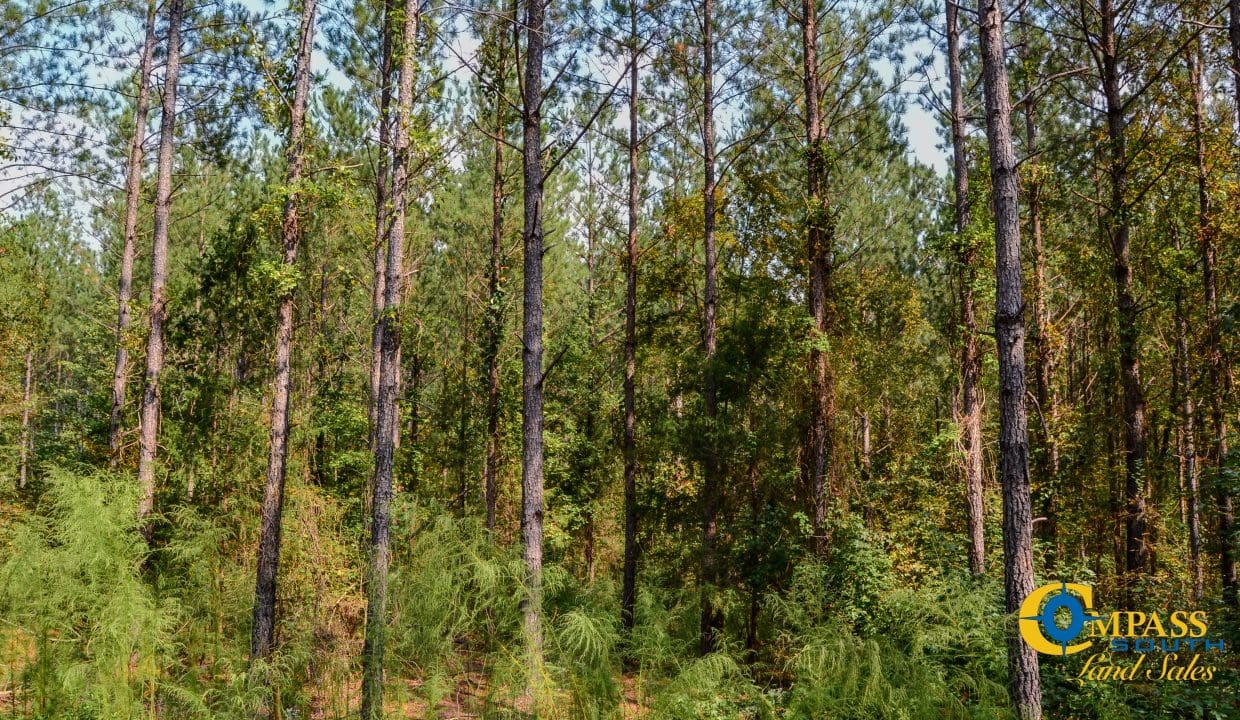 Crocker Branch Land for Sale in South Carolina-17