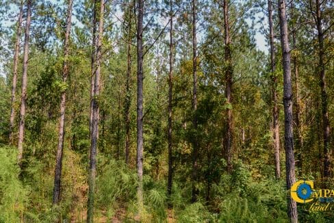 Crocker Branch Land for Sale in South Carolina-17