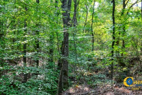 Crocker Branch Land for Sale in South Carolina-20